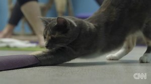 22K views · 277 reactions | Introducing cat yoga - the newest trend...