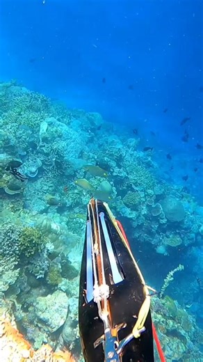 Strategi Tembak Ikan Besar di Laut