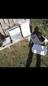 🍯 Fall Hive Robbing During Feeding?! 🐝