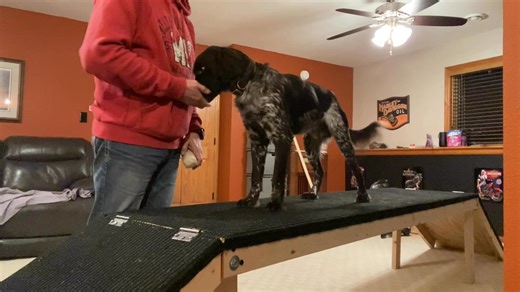 Harley is making progress that I’m very happy with in his fetch and hold training. This being done with all positive reinforcement. 3 weeks ago I was having to open his mouth and insert the bumper upon giving the fetch command. He’s now moving the full length of the training table to grab from my hand, pick it up off the table, allowing me to tap at the bumper while in his mouth without dropping it, and this evening he healed down off the table, went to the opposite end, jumped back up on the ta