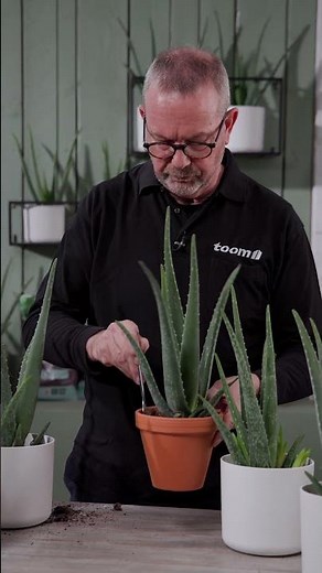 Repotting and propagating aloe vera: It's really easy! | toom plant tips #shorts