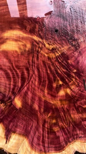 Stunning Curly Burl on Eastern Red Cedar Slab