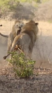 9.4K views · 9.6K reactions | Brothers fight 女 女 女 女 #lion #lions #lioness #cub #cubs #fight #fighting #pride #tenderness #tender #family #feline #cat #cats #catsofinstagram #wildcats #wildlife #wildnature #wildanimals #animals #animal #animalsofinstagram #animalplanet #animallovers #animalkingdom #animalrights #video | Joäo Marques | Facebook