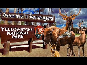 Yellowstone National Park Wildlife | A documentary on America's most diverse National Park