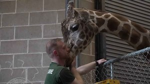 Animal Whisperers: The life of a zookeeper