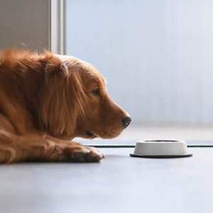 Why Won’t My Golden Retriever Eat? Causes & What You Can Do
