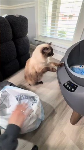 Never going back to the other automatic litter boxes 🐈‍⬛ #catlink #litterbox #openx