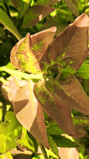 surah ||fatah ||beautiful ||recitation ||youtube|| shortvideo|| @sulthanadeeni-c4i