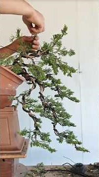 Creating a Cascade Bonsai – Step by Step #CascadeBonsai #BonsaiStyling #BonsaiArt #BonsaiTree