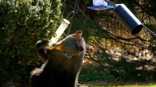 Got a wild animal damaging your property? It's legal to kill it in MA