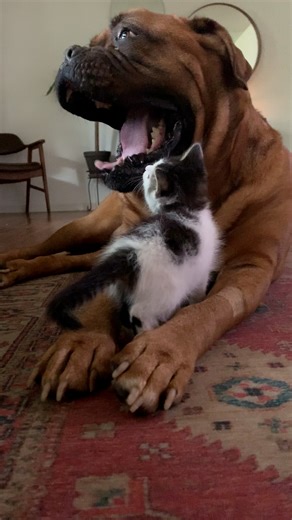 1.1M views · 50K reactions | She constantly attacks his tail — and...