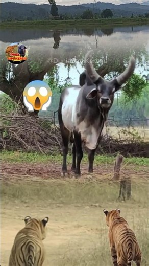 Sapi4! Makan Rumput Kaget! Melihat dua Harimau 🐅🐅🐄