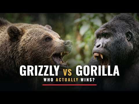 Grizzly Bear vs Silverback Gorilla: Who Would Win?