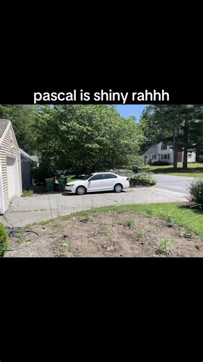 crying pascal on TikTok