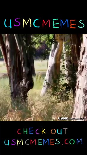 Terminal Lance Chuck Testa | USMC Memes