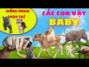 Con Gì Đây | Các Con Vật Khi Còn Baby - Voi Con, Chó Con, Hổ Con, Mèo Con, Bò Con...