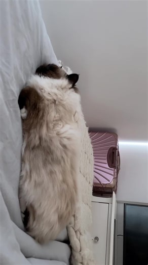 Philippa sabe que llegó el invierno 🫶🏻 #invierno #gatos #ragdoll #birman