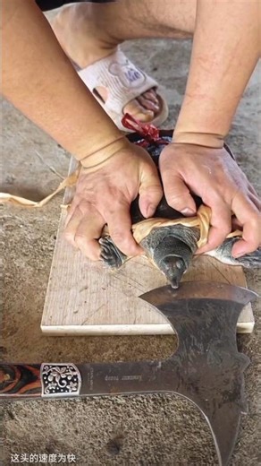 Very clever turtle 🐢😎 #shorts #funny