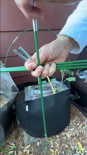 Game-Changer for My Container Garden! 🌱 Extendable Garden Poles in Action | Zone 10a Gardening