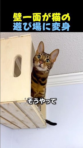 壁一面が猫の遊び場に変身🐈 #猫 #キャットタワー #動物