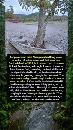 Sunken Boat and Tree Become Natural Landmark
