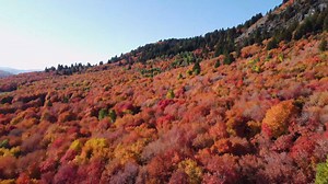 11K views · 907 reactions | Logan Canyon gets all the attention, but Sardine Canyon is stealing the show this autumn.  | Utah State University | Facebook