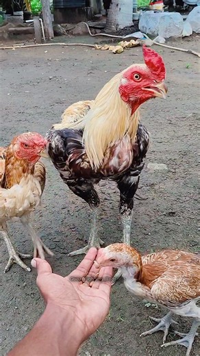 Gunaseelan S | Sevalsandai 🐓 Sandaiseval 🐓 Kattuseval 🔥 Rooster 🐔 Seval lovers ❣️ Happiness 😊 Dream 😻 | Instagram