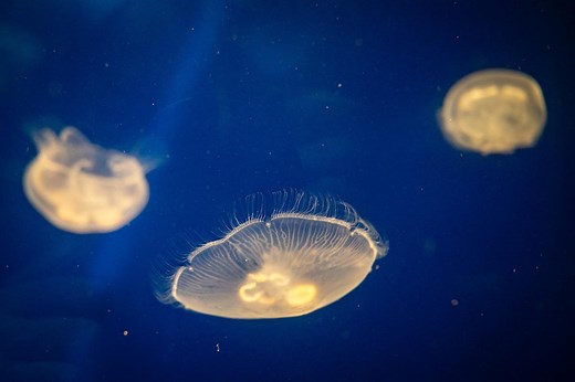 The surprising — and tasty — benefits of eating jellyfish, according to ‘Chopped’ champion