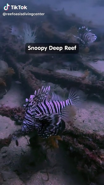 Snoopy Deep Reef: A Divers' Paradise in Fujairah