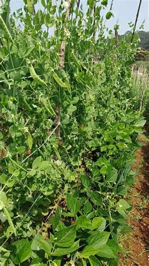 Healthy Garden Tour 🌿 Multiple Crops Growing Together #Shorts