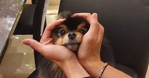Yeontan: la tierna historia de la mascota de Taehyung de BTS
