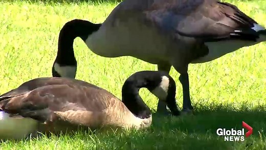 Would you eat a Canada Goose?