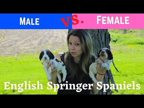 Male vs. Female Springers: Which is right for you?