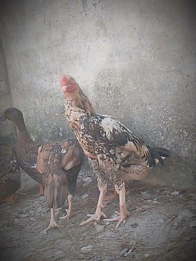 Java Aseel Is Built Different: Aura & Style #rooster