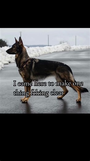 Purebred Silver Labrador Facts and Information