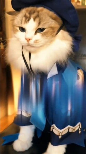 TU Gayez mai ap ke cute cat ke video le kar aya ho #mycat #matecat