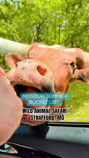 Missouri Summer Bucket List: Wild Animal Safari