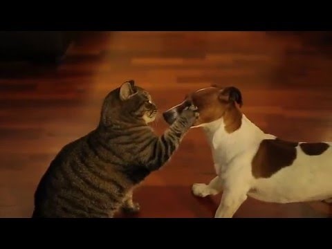 Bossy cat slapping dog with claws in the face during the fight