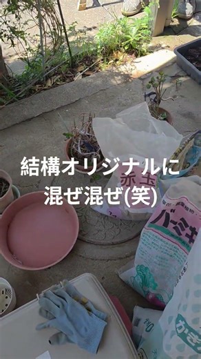 #畑の達人に聞けない時間 カランコエの植え替え、剪定色々やりましたの巻 20260504撮影 #ガーデニング