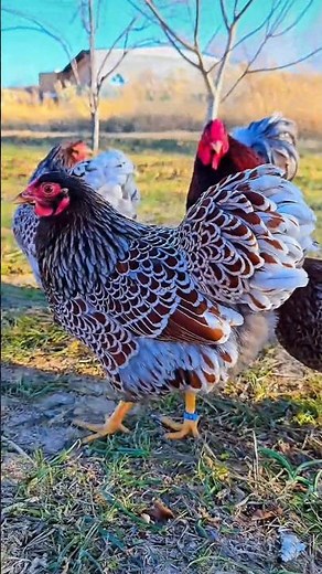 Cock 2 #shortsfeed #shortsvideo #shortvideo #trending #shorts #short #cock #subscribe #reels #viral