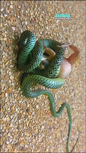 Tree Snake eating Bull Frog #snake #bullfrog #animallover | Joshop