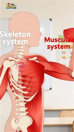 what is muscular System & skeleton system #education #kidsknowledger skeletonsystem#smartlearning