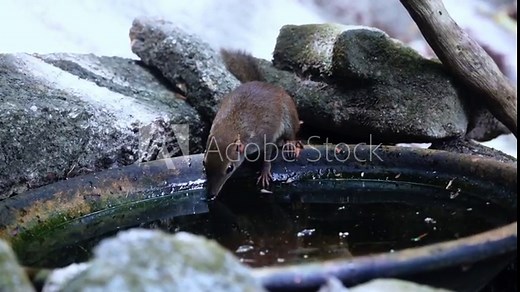 common treeshrew (Tupaia glis) drinking at a small waterhole in a dry stream bed during the dry season, saikhao waterfall national park thailand.HD video.