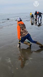 2.3M views · 1.1K reactions | Digging razor clams Partner: brandicocopuff TT: https://www.tiktok.com/@brandicocopuff | Crafty Panda | Facebook