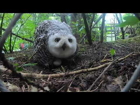 Four Snowy Owlets Hatch At Zoo