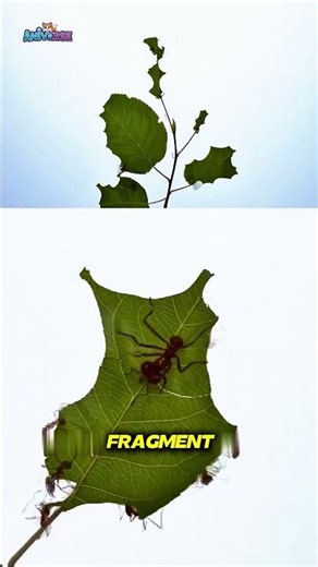 Why Do These Ants Cut Leaves They Don't Eat? #LeafcutterAnts #AntsFarming #InsectBehavior