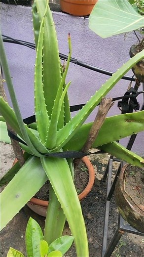 aloe vera