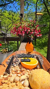 161K views · 3.3K reactions | Bird charcuterie board #birds #birdcam #birdfeeder #nature #relaxing #birdwatching #birdsounds #cardinals #bluejays #baltimoreorioles #spring #cattv #catvideos | The Chirp Corner | Facebook