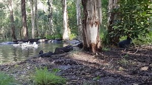 How I built a low-maintenance duck pond: Natural cleaning & leak-proofing tips