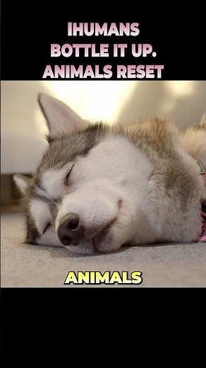 How Animals Recover From Stress Faster Than Humans